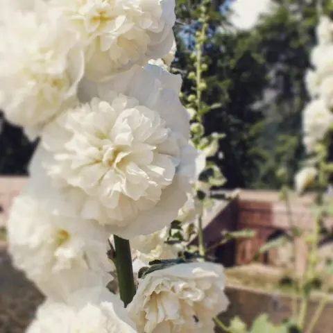 White Hollyhocks, Old Stone, Rajasthan, India