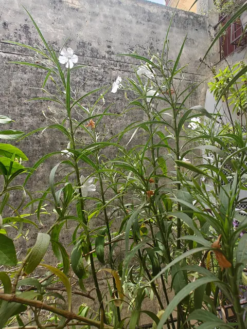 White Petunias, Courtyard Wall, Delhi