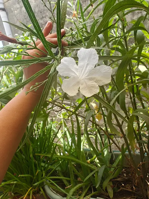 Holding the Stem, Delhi