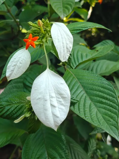 White Mussaenda, India