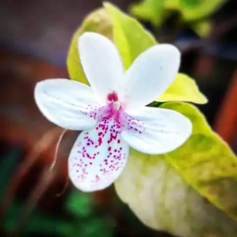 Speckled White, Gangtok, Sikkim
