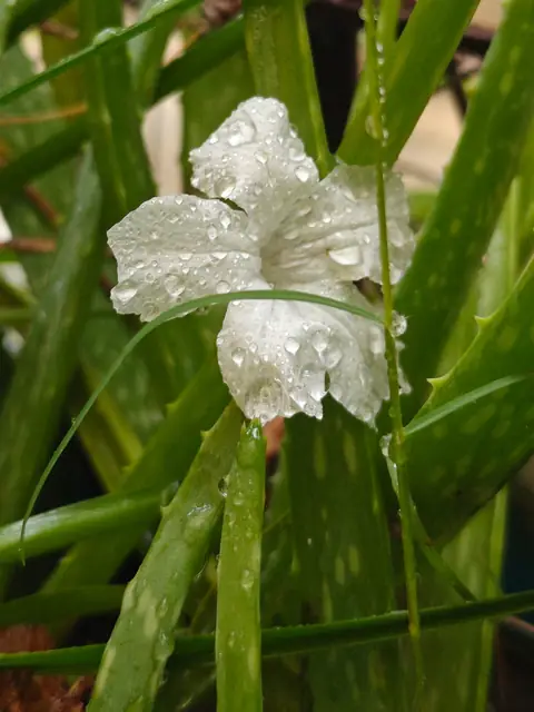 Petunia on Aloe, Delhi