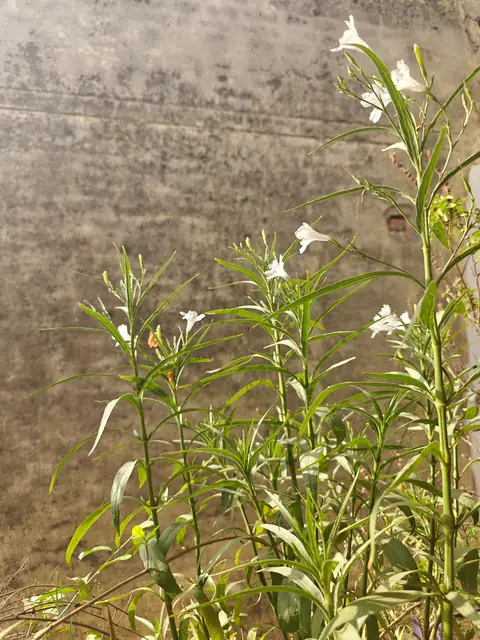 White Ruellia, Morning Wall, India