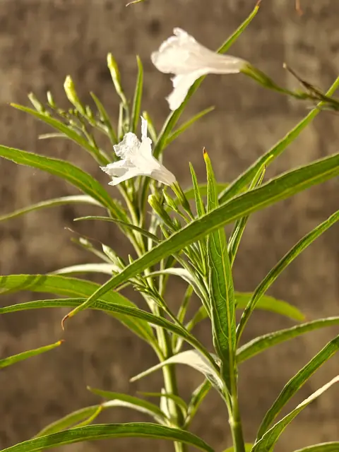 Two Ruellia Flowers, India