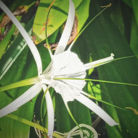 White Spider Lily, India