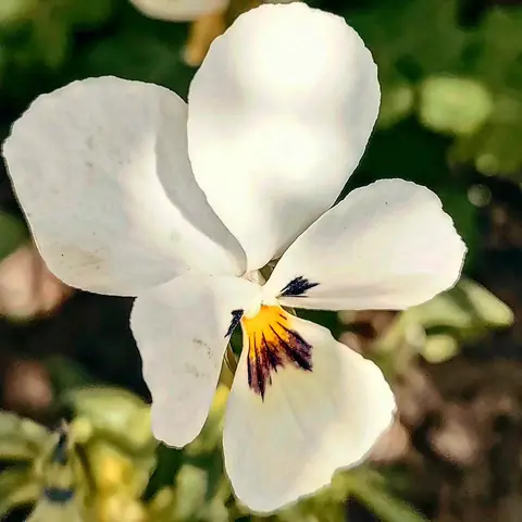 White Viola, Himachal Pradesh, India