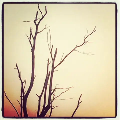 Winter Branches, Northern India