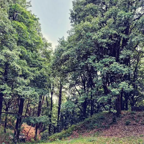 Wooded Hill, After Rain, Uttarakhand, India