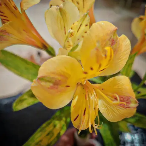 Yellow Alstroemeria, India
