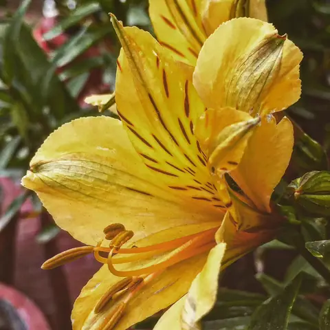 Yellow Alstroemeria, India