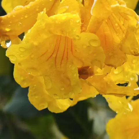 Yellow Bells After Rain, India