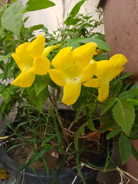 Yellow Bells, Delhi