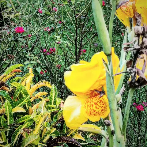 Canna, Croton and Roses, India
