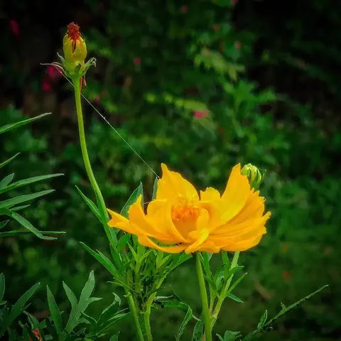 Yellow Cosmos and a Thread, India