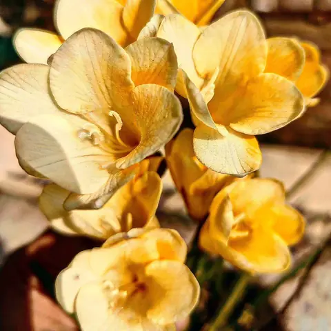 Yellow Freesias, Himachal Pradesh, India