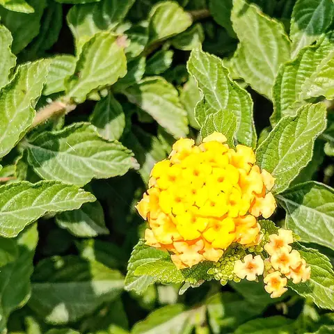 Yellow Lantana Head, India