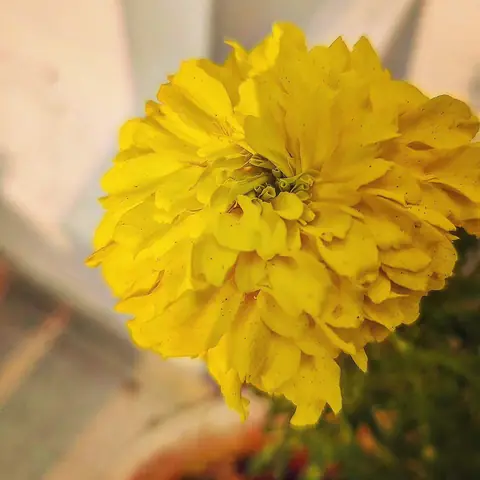 Yellow Marigold, India