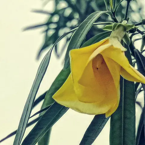 Yellow Oleander, India