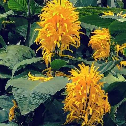 Yellow Plumes, India