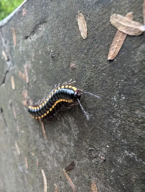 Millipede on Grey Bark, India