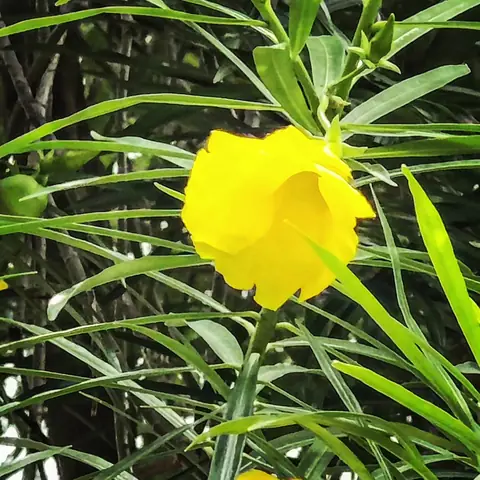 Yellow Oleander, India