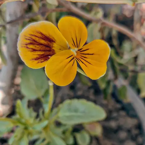 Viola with a Maroon Blotch, India
