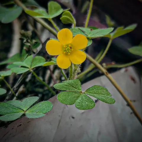 Yellow Wood Sorrel, India