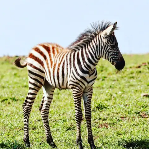 Brown-Striped Foal, Maasai Mara, Kenya