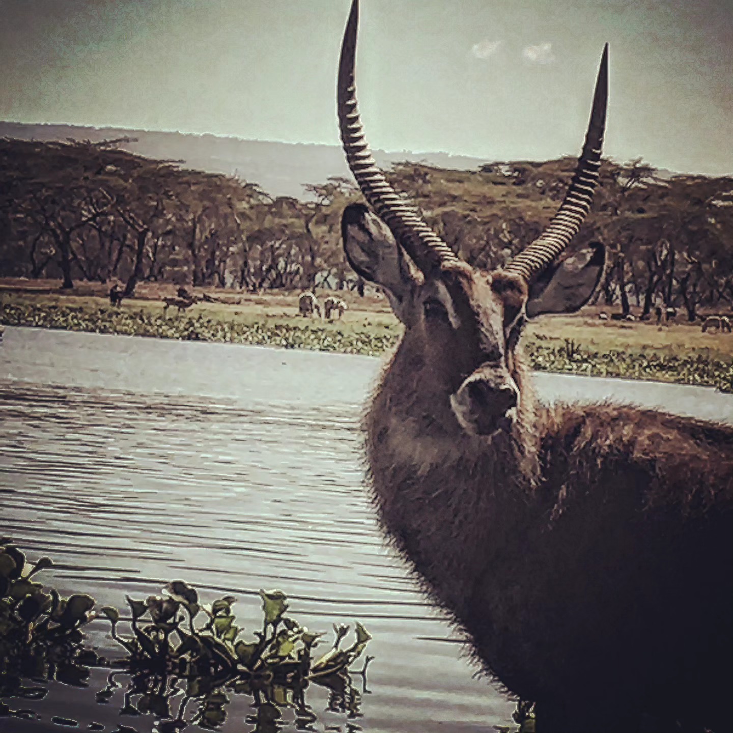 The Waterbuck