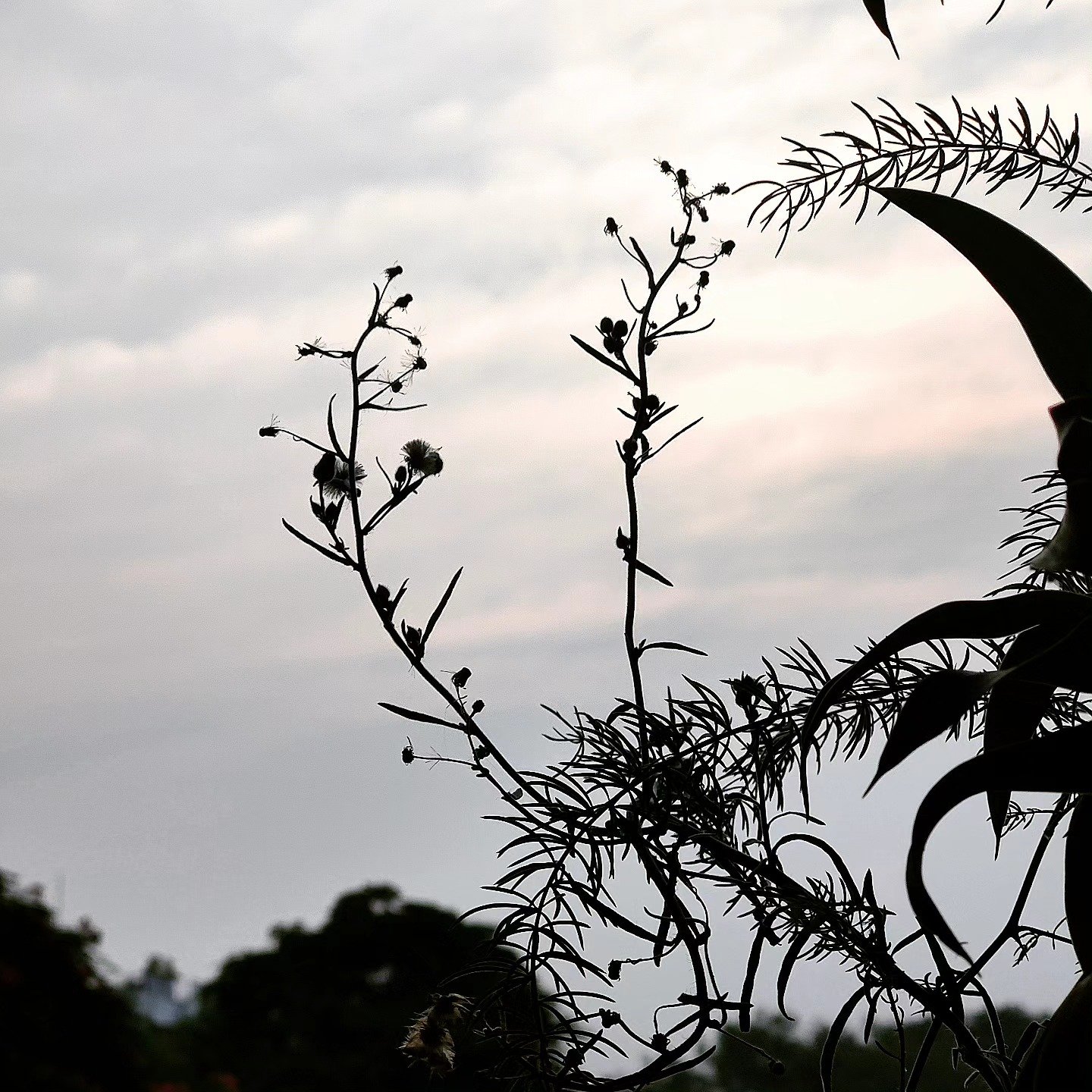 Wildflowers, Against the Evening