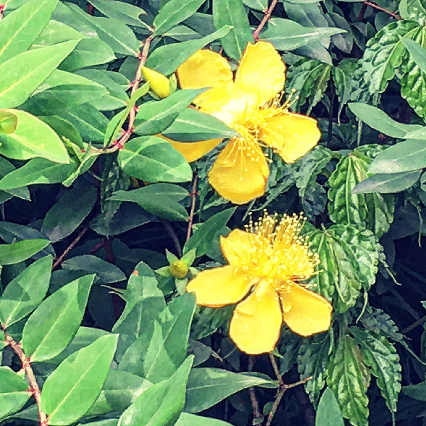 Yellow Hypericum